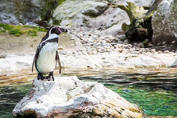 The Humboldt Penguin or Peruvian Penguin  standing at the stone