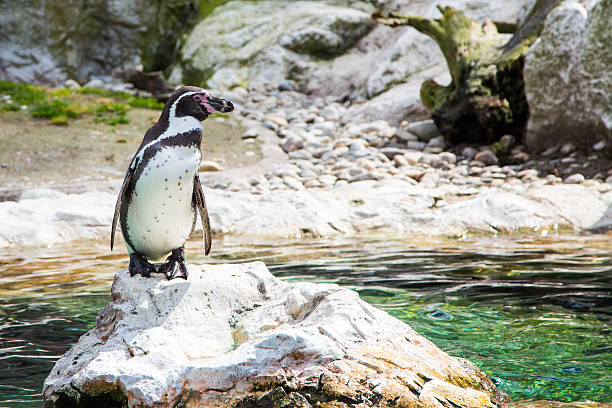 в или перуанского пингвин гумбольдта - humboldt penguin стоковые фото и изображения