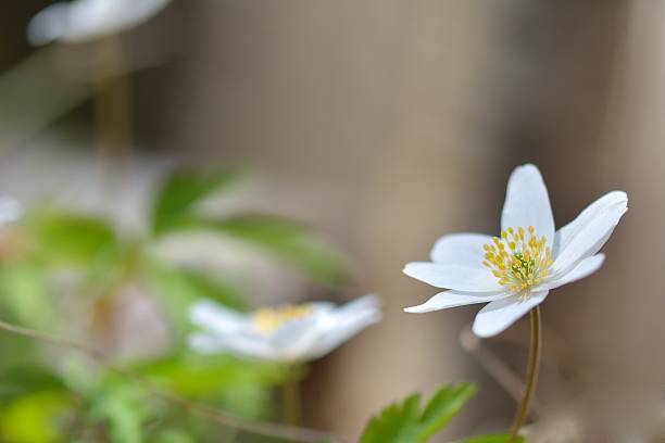 Anemone nemorosa Anemone nemorosa is an early-spring flowering plant in the genus Anemone. Macro photo wildwood windflower stock pictures, royalty-free photos & images