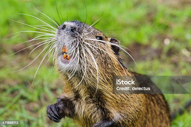 Porträt Von Nutrias Stockfoto und mehr Bilder von Sumpfbiber - Sumpfbiber, Tierisches Haar, Behaart