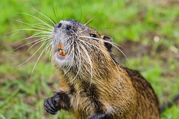 Portrait of nutrias stock photo