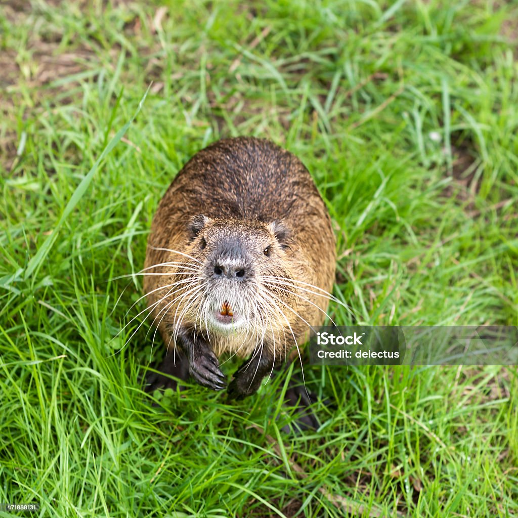 Sumpfbiber von oben - Lizenzfrei Sumpfbiber Stock-Foto