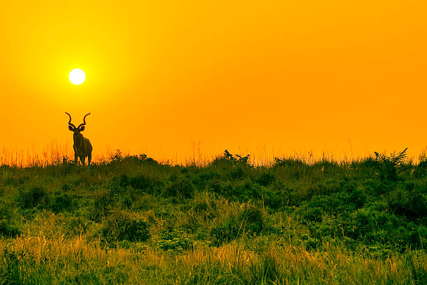 Kudu Bull under an Orange Sun iSimangaliso Wetlands Park South Africa kudu stock pictures, royalty-free photos & images