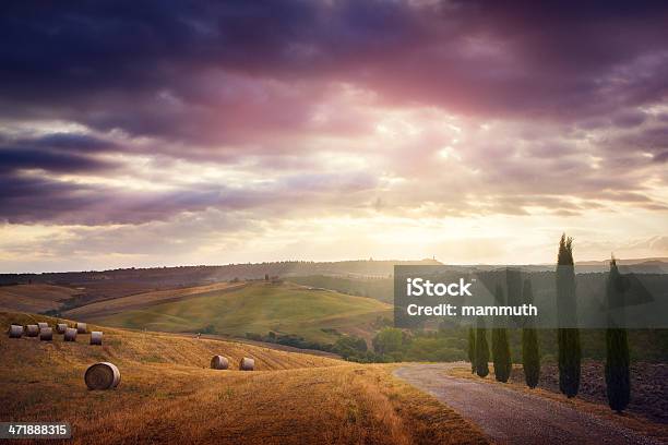 Verão De Manhã Na Toscana - Fotografias de stock e mais imagens de Cipreste Italiano - Cipreste Italiano, Ajardinado, Ao Ar Livre