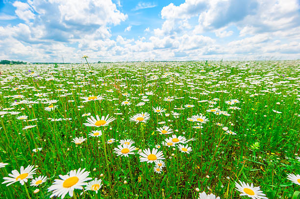 istock field strewn with daisies and blue sky 471888430