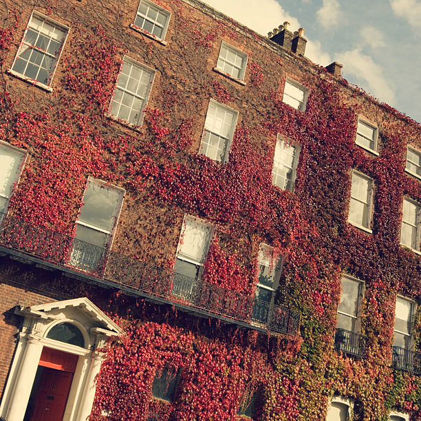 ivy abrangidas estilo georgiano edifício em dublin - dublin ireland brick built structure building exterior imagens e fotografias de stock