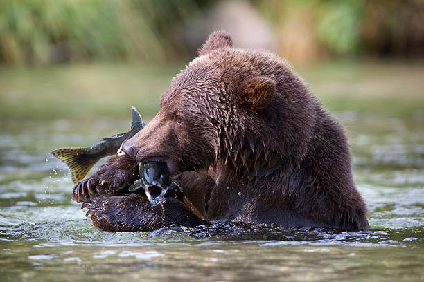 istock Coastal Brown Bear Catching a Salmon 471889075