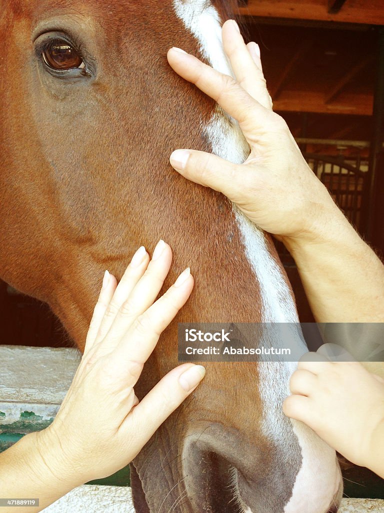 Uomo, donna e bambino toccando teste di cavallo - Foto stock royalty-free di Accarezzare un animale