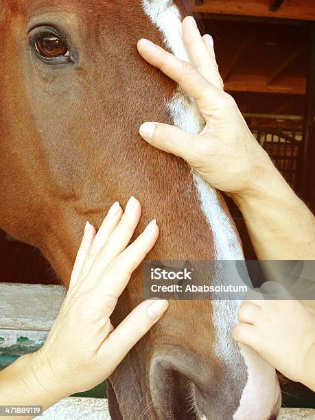 Uomo Donna E Bambino Toccando Teste Di Cavallo - Fotografie stock e altre immagini di Accarezzare un animale - Accarezzare un animale, Bambino, Cavallo - Equino