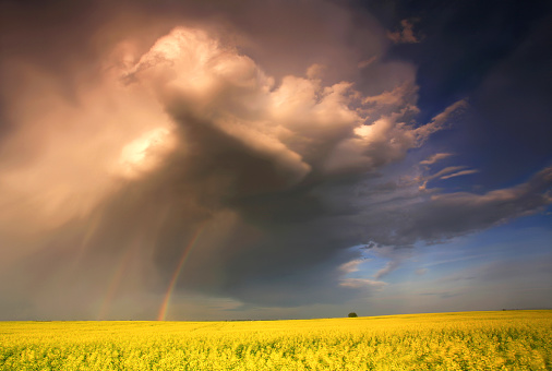 A massive thunderstorm over a canola field. Kansas, United States. Rural scenic. Additional themes in the image include weather, meteorology, severe weather, storms, supercell, beauty, great plains, hail storm, agriculture, insurance, rapeseed, landscape, tornado, cyclone, low pressure, and stormy sky. 