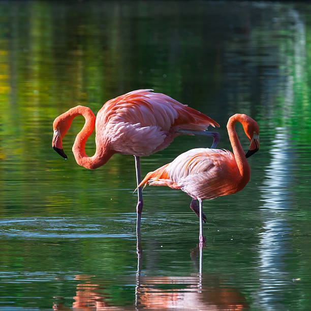 istock Two pink flamingos stand in the water with reflections 471889668