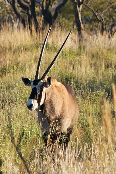 Oryx stock photo