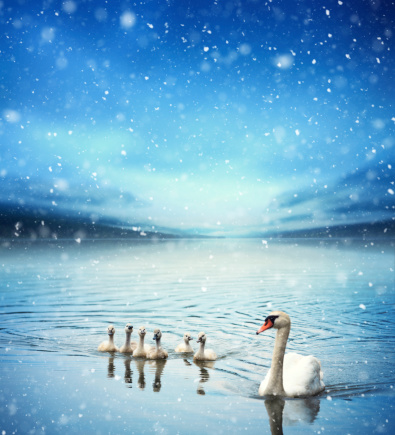 Swan family swiming on a lake on a snowy winter day.