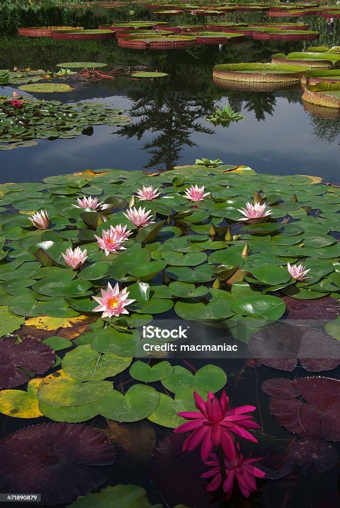 Estanque - Foto de stock de Agua libre de derechos