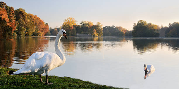le lac-des cygnes - swan white grass park zdjęcia i obrazy z banku zdjęć