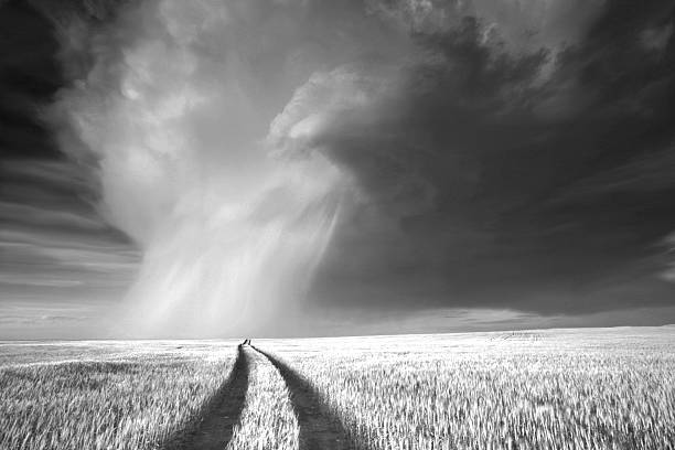 prairie burza z piorunami - storm wheat storm cloud rain zdjęcia i obrazy z banku zdjęć