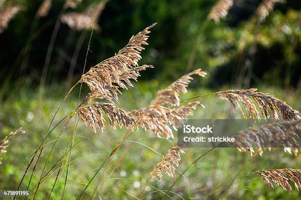 퍼팔로 잔디 불기 풍력 0명에 대한 스톡 사진 및 기타 이미지 - 0명, 곡초류, 관광