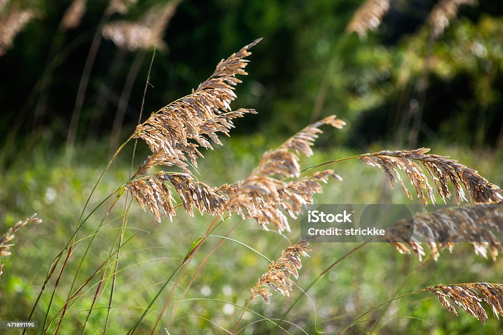 Uniola Panicolata Saxis balançando ao vento - Foto de stock de Amarelo royalty-free