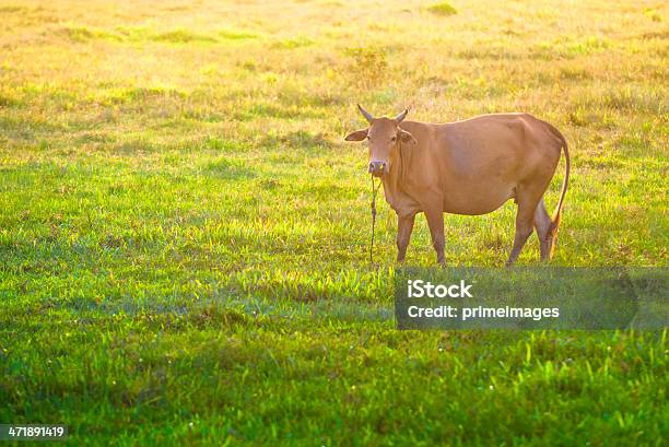 Photo libre de droit de Vache Sur Un Magnifique Paysage Ensoleillé banque d'images et plus d'images libres de droit de Agriculture - Agriculture, Arbre, Arbre tropical