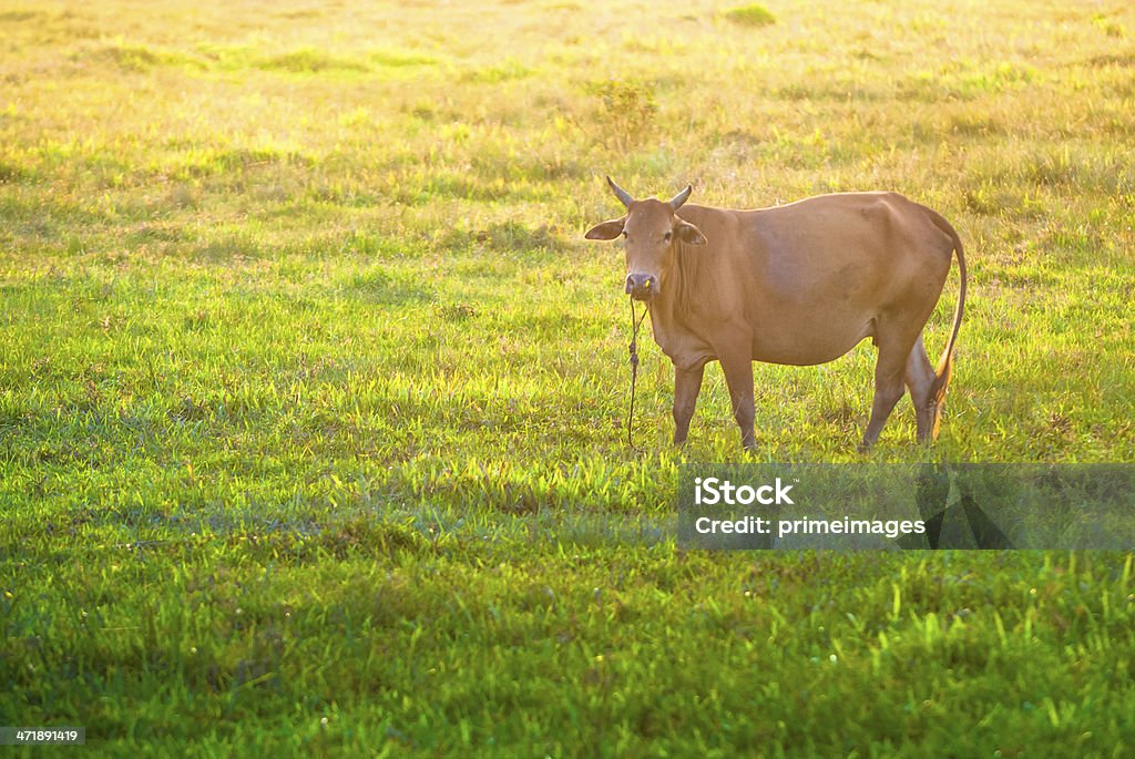 牛に美しい晴天の景色 - かすみのロイヤリティフリーストックフォト