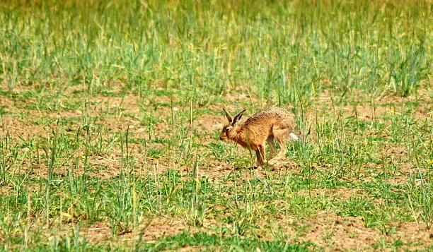 Hare running across the stubble fields of East Lothian, Scotland.
