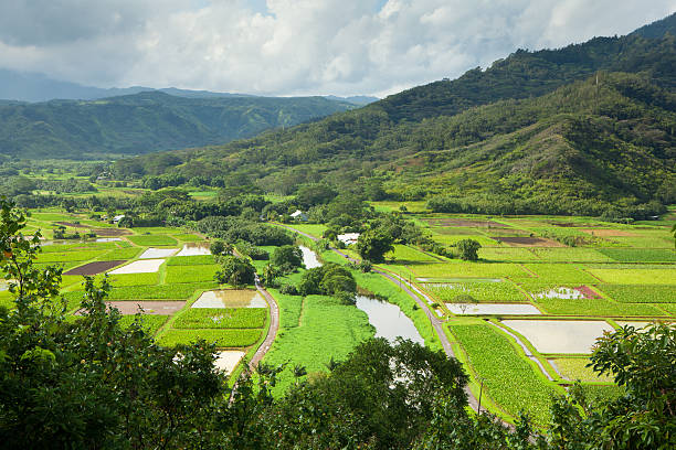 istock Taro fields in Hanalei Valley, Kauai, Hawaii 471891665