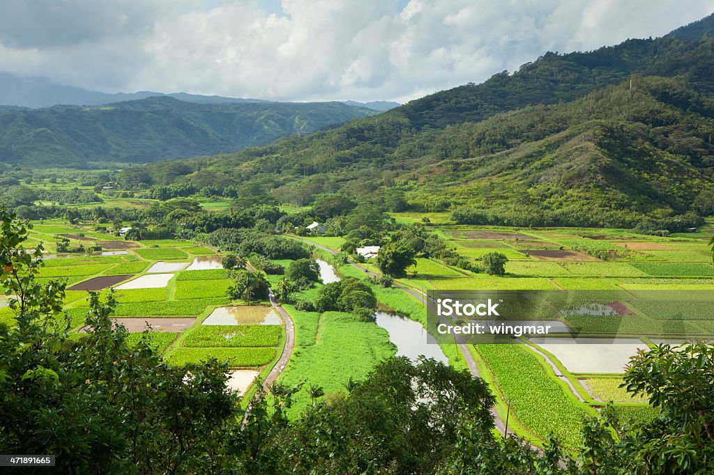 Таро Огура (Taro поля в Hanalei Долина, Кауаи, Гавайи - Стоковые фото Hanalei Valley роялти-фри