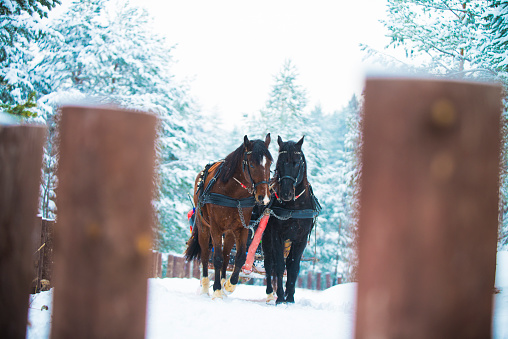 Sleigh ride of two horses