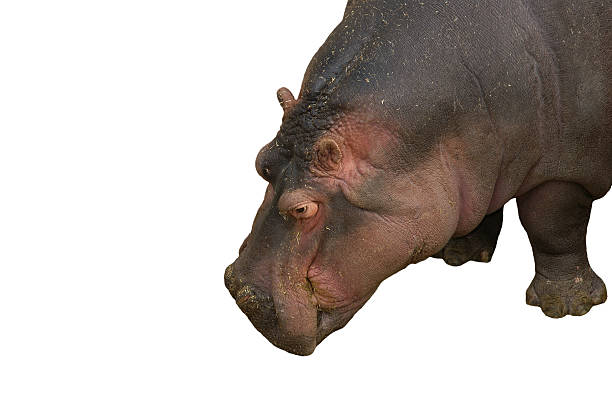 istock The hippopotamus (Hippopotamus amphibius), Barcelona Zoo 471892971