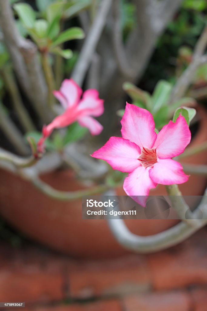 Lírio rosa impala - Foto de stock de Aepyceros Melampus royalty-free