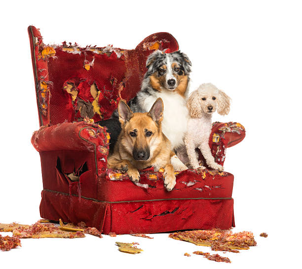 Australian and German Shepherd dog with Poodle on a chair