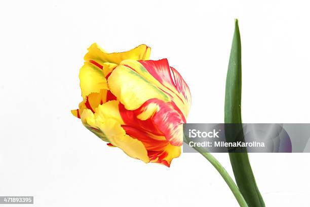 Tulipan - zdjęcia stockowe i więcej obrazów Bez ludzi - Bez ludzi, Bliskie zbliżenie, Fotografika