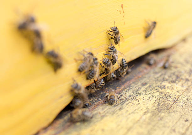 istock Honey bees in yellow beehive 471893424