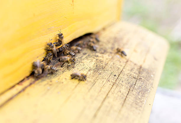 istock Honey bees in yellow beehive 471893426
