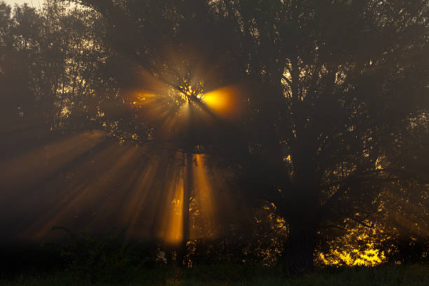 istock Sun beams thorough trees and greens 471893575