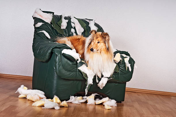 istock Collie dog lying on destroyed leather armchair. 471894141