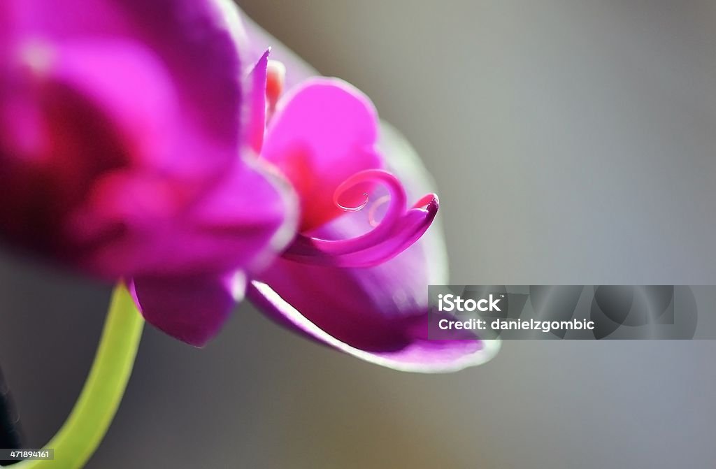orchidea - Zbiór zdjęć royalty-free (Bez ludzi)