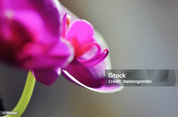 Orchidea - zdjęcia stockowe i więcej obrazów Bez ludzi - Bez ludzi, Bliskie zbliżenie, Botanika