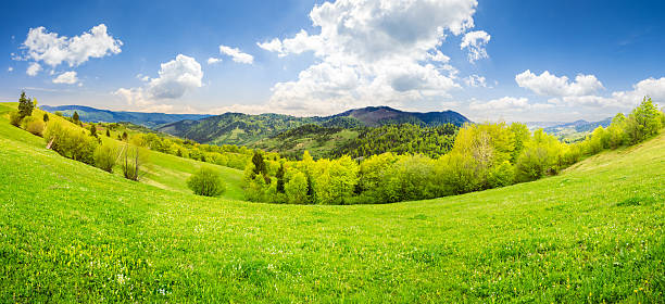 istock trees near meadow in mountains at sunrise 471894188