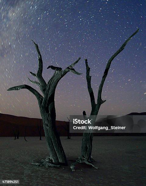 Two Dead Trees And The Milky Way Stock Photo - Download Image Now - Africa, Night, Star - Space