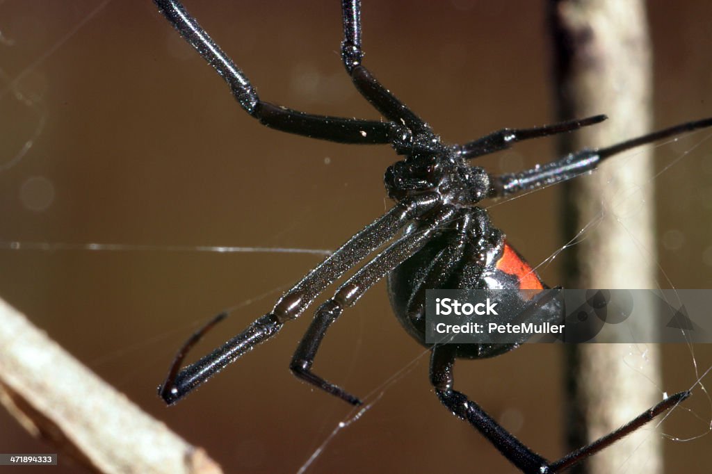 Black Widow Spider Stock Photo - Download Image Now - Arachnid,  Arachnophobia, Awe - iStock