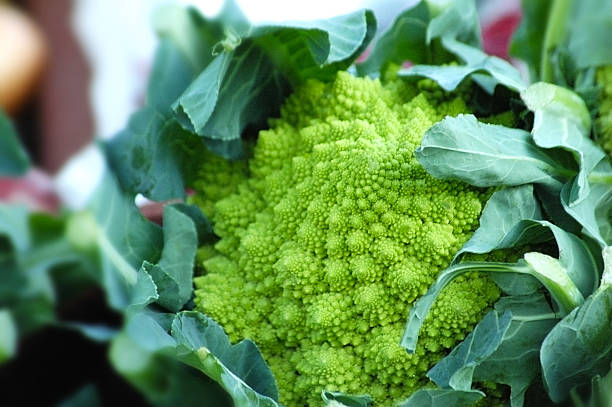 romanesco blumenkohl - romanesque broccoli cauliflower cabbage stock-fotos und bilder