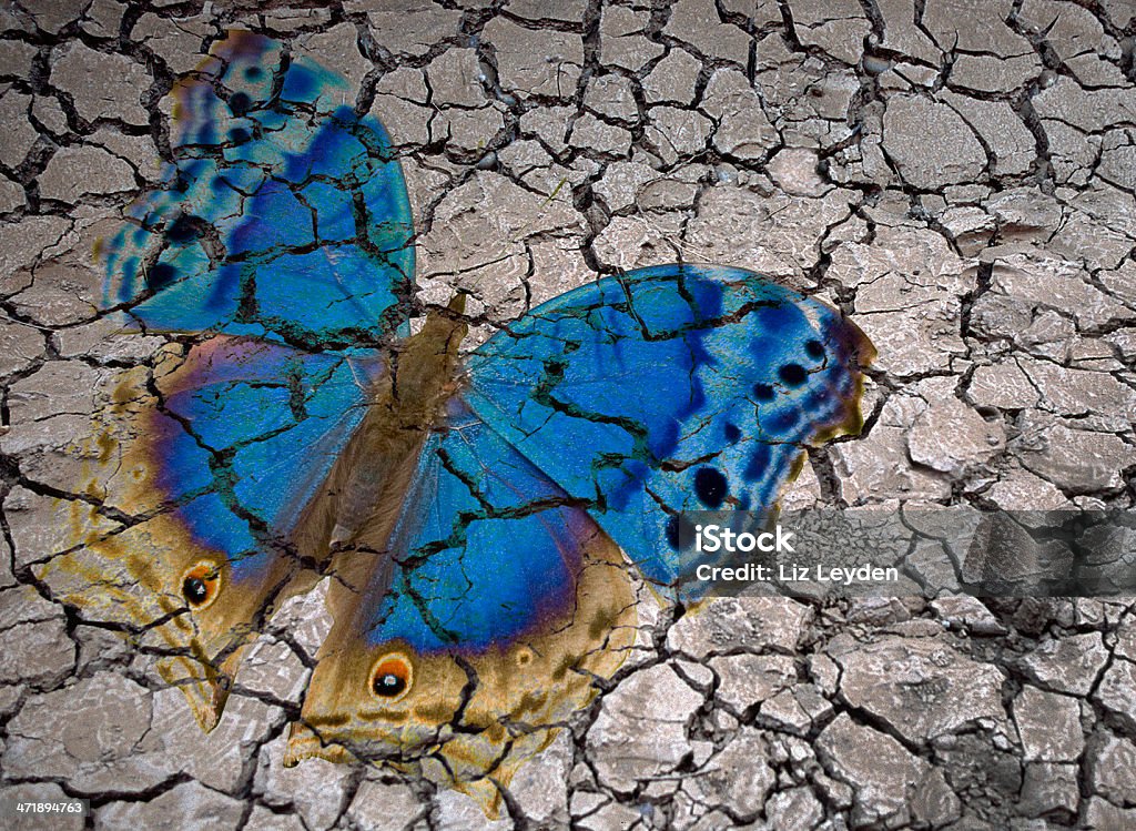 Butterfly nałożony na pęknięty mud (Globalne ocieplenie) - Zbiór zdjęć royalty-free (Bez ludzi)