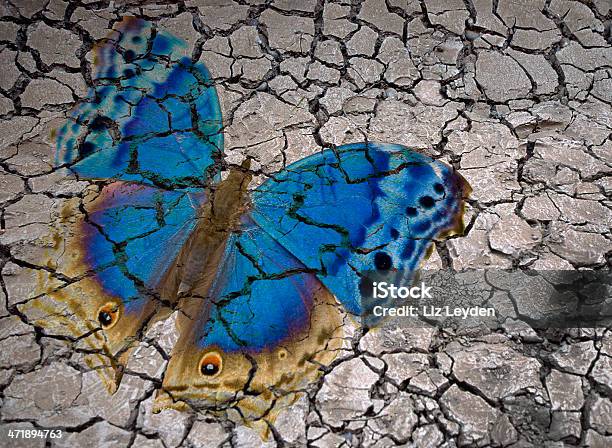 Butterfly Nałożony Na Pęknięty Mud - zdjęcia stockowe i więcej obrazów Bez ludzi