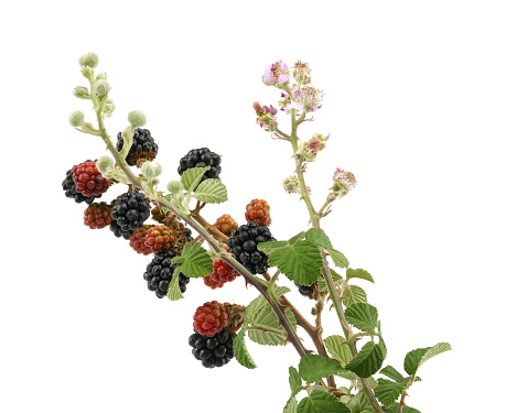 Black and red blackberries on a branch