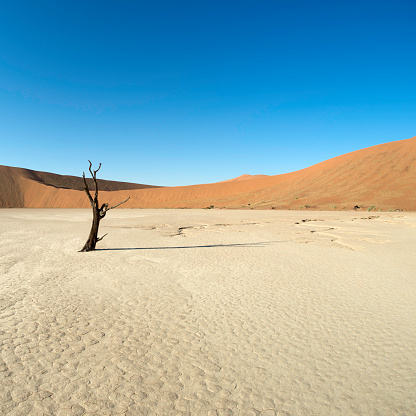 Seen in the Dead Vlei -Namib Desert - Namib Naukluft Park - Namibia, in May 2012