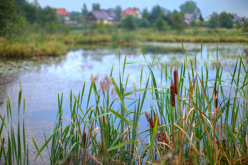 Reed Mace growing at the edge of a small pond.