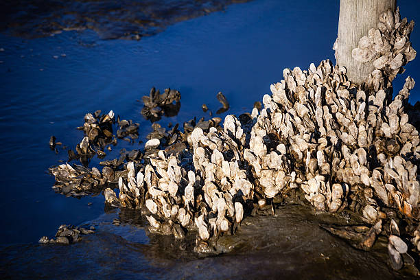 Plentiful oyster bed during low tide at Hunting Beach State Park, South Carolina, USA.