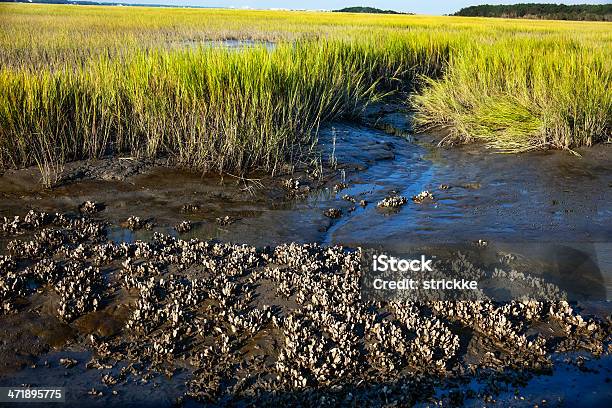 Criadero De Ostras Y Marsh Hierba Paisaje Foto de stock y más banco de imágenes de Ostra - Ostra, Carolina del Sur, Murrells Inlet