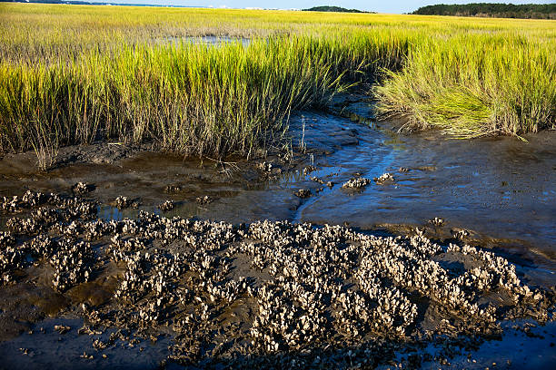 Oyster Bed and Marsh Grass Landscape A royalty free DSLR landscape photo of a dense oyster bed during low tide at Hunting Beach State Park, South Carolina, USA. tidal inlet stock pictures, royalty-free photos & images